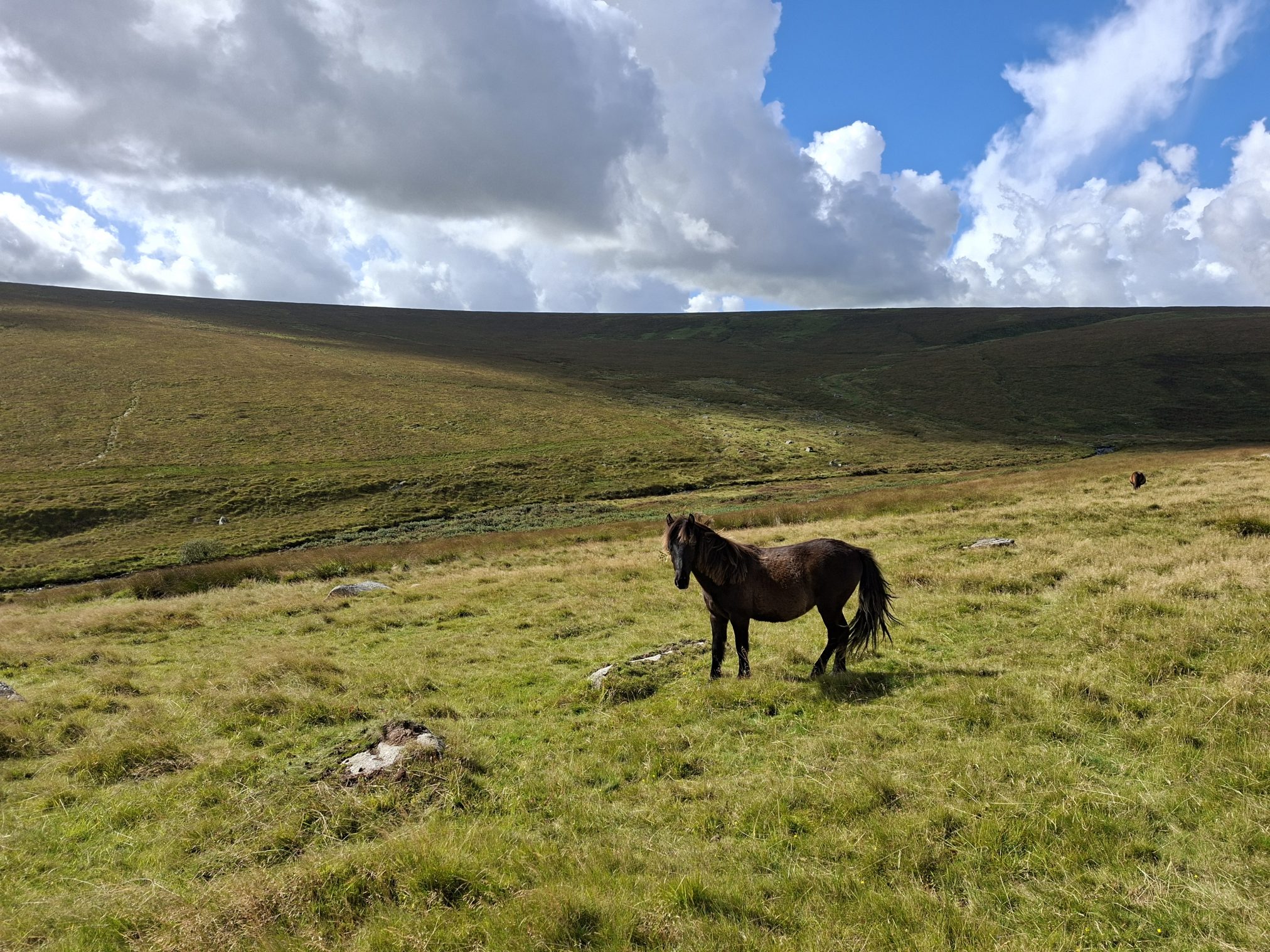 Horse standing in a field on Dartmoor.