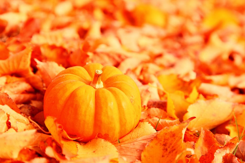 Pumpkin Spice and all things nice