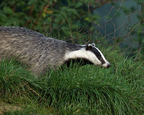 Badger culling: a necessary evil?