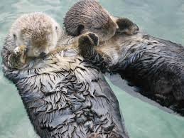 Editorial (Michaelmas, Week 4): Sport turns pink & sea otters