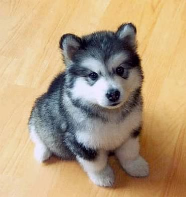 Editorial (Michaelmas, Week 2): The Pomsky