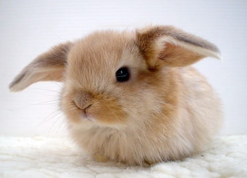 University's pets policy needs revisiting