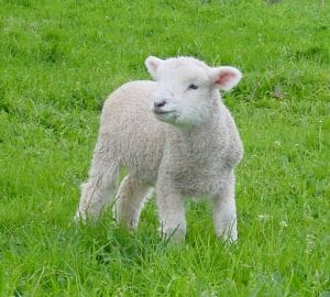 Editorial (Week 4, Lent): FTO elections build-up and baby lambs