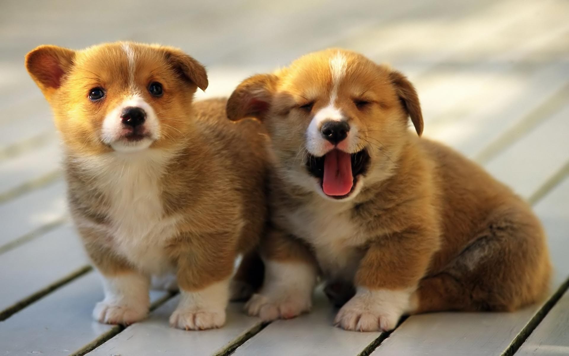 Are cute animals the solution to stress?