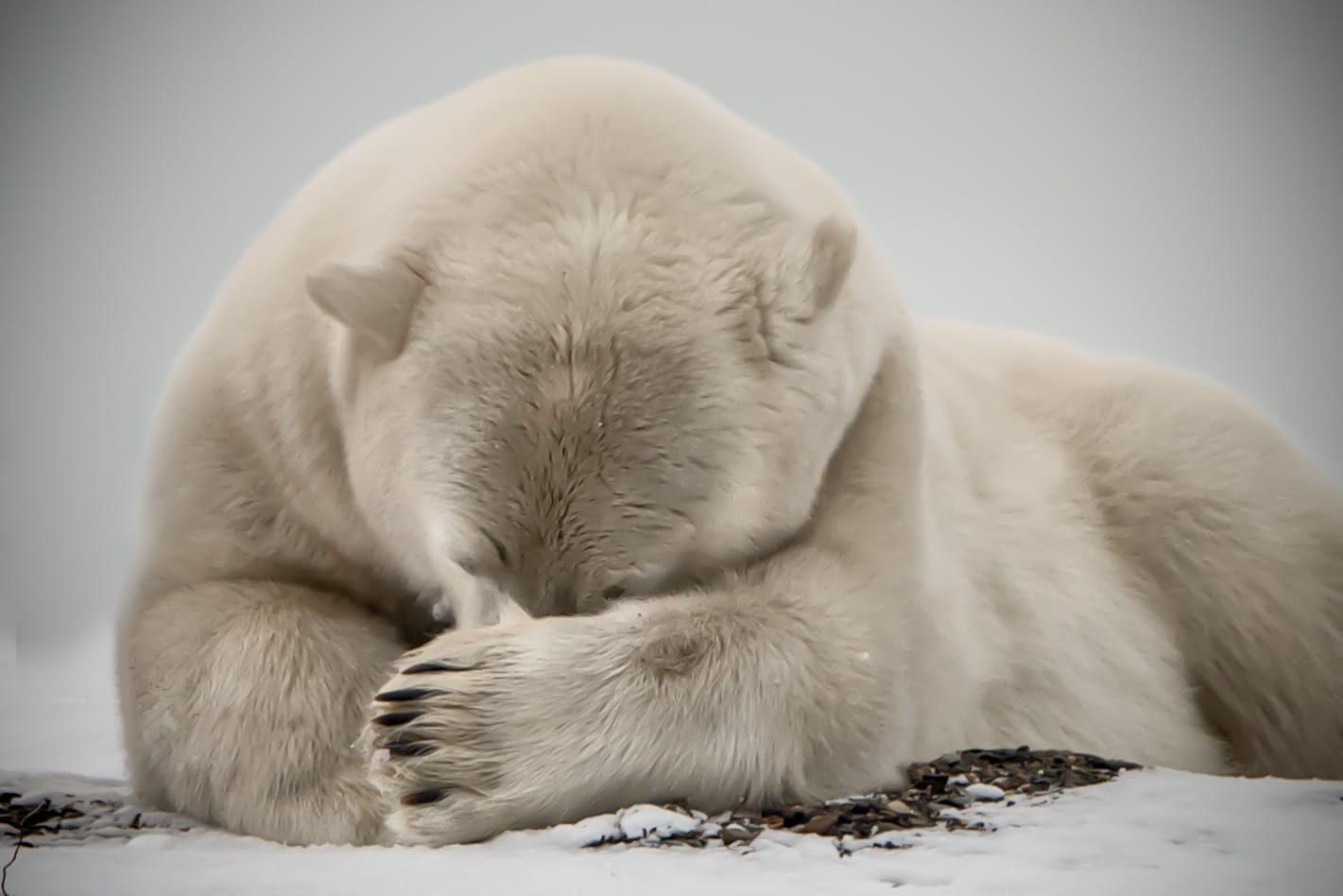 Reflections on COP21 and the World Business Council for Sustainable Development meeting