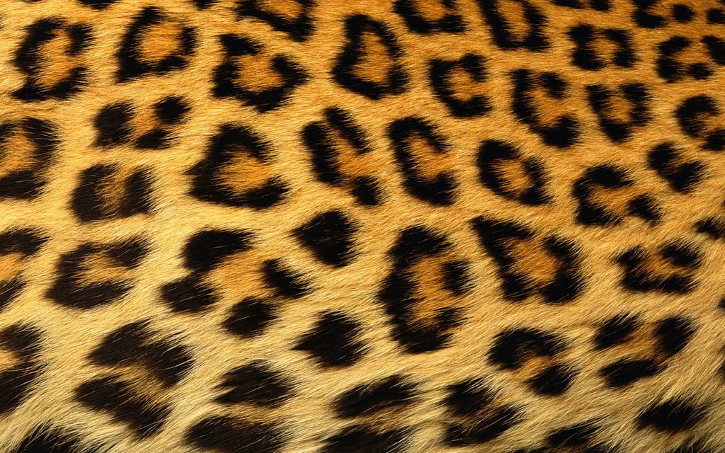 Loved Up with Leopard Print