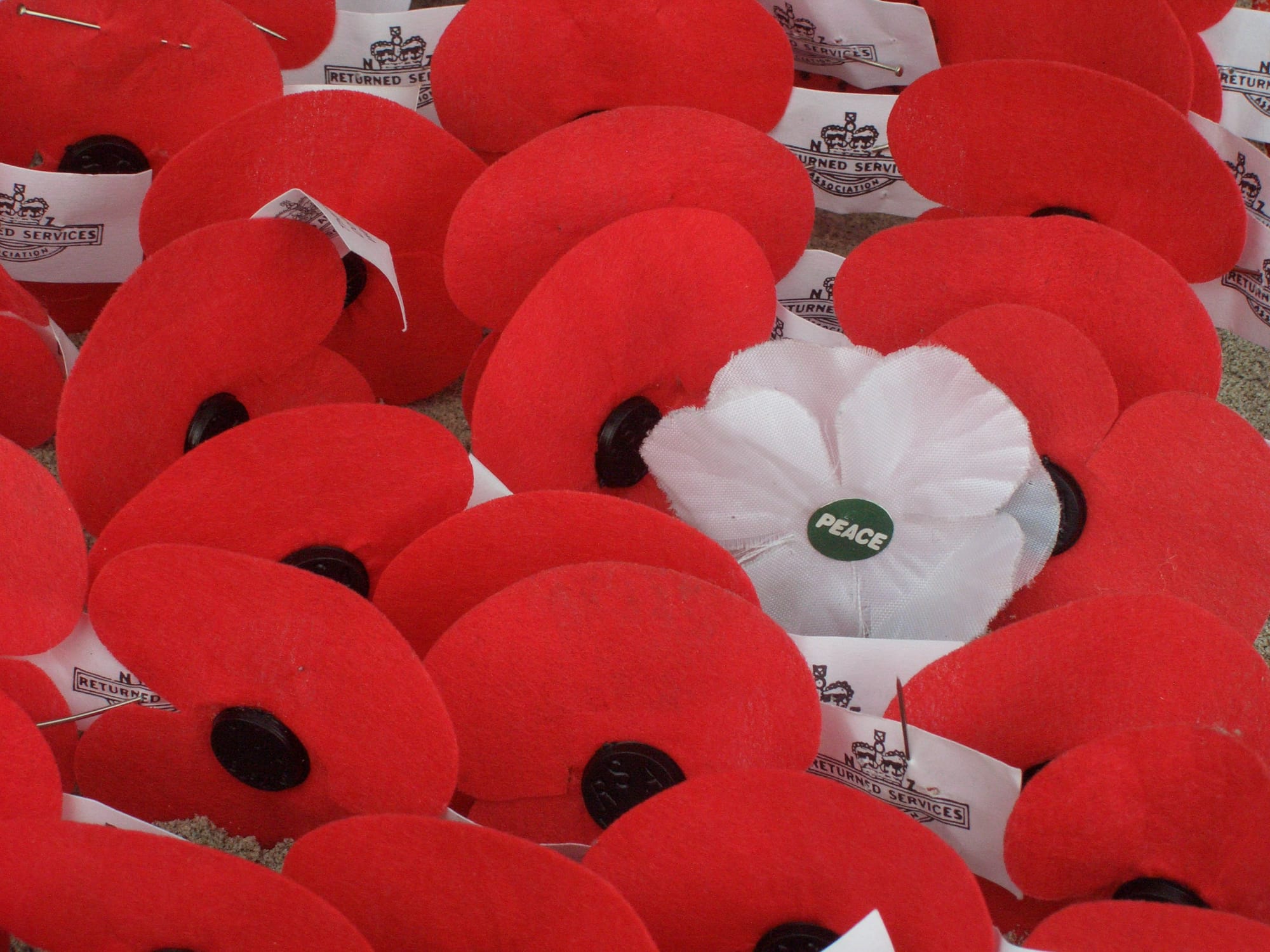 <q>To bloom side by side</q>: the red and the white poppy