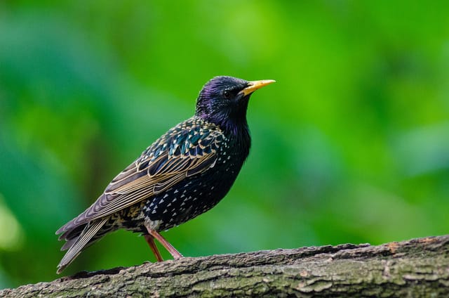 Creative Column: 'A Bird Dreams' by Holly Lovering