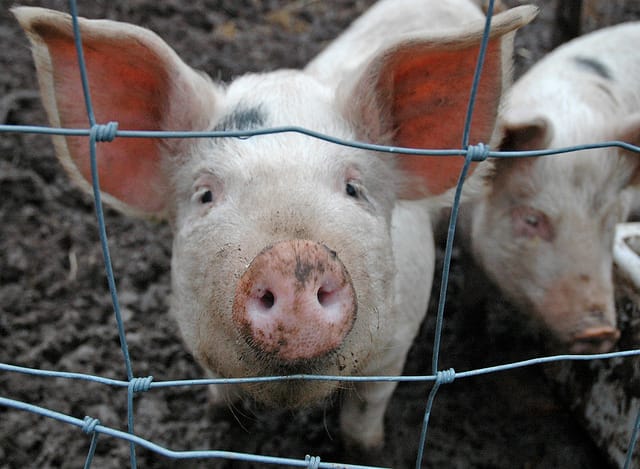The pig in the bloke: A review of human-pig hybrids