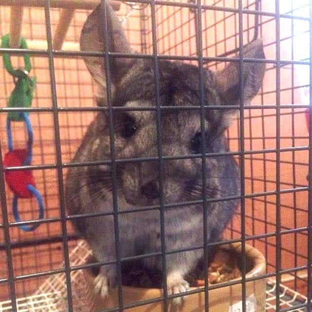 Pet of the Week: The Cheeky Chinchilla