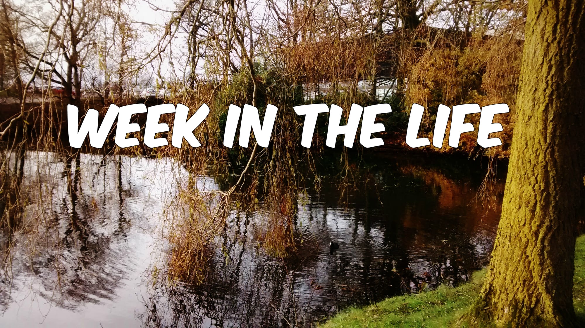 Week in the Life: Organisational Behaviour and Marketing