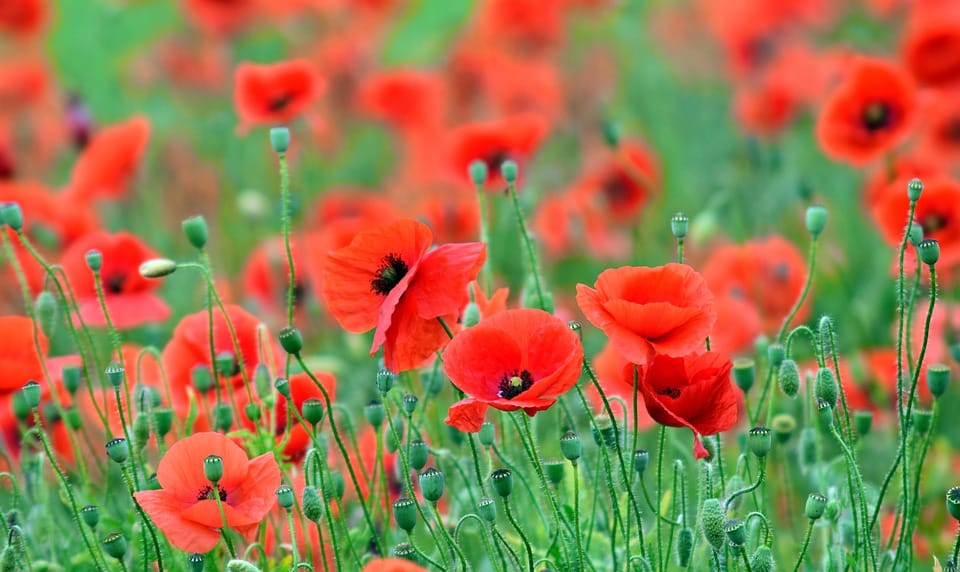 The Great Debate: Remembrance Day?