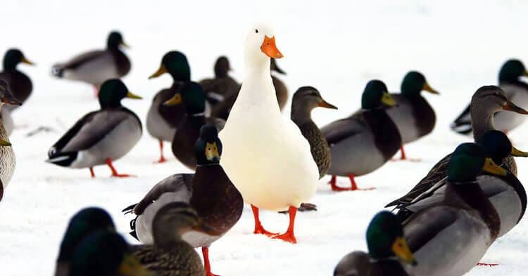 Big Name On Campus: A Stand-Out Problem?