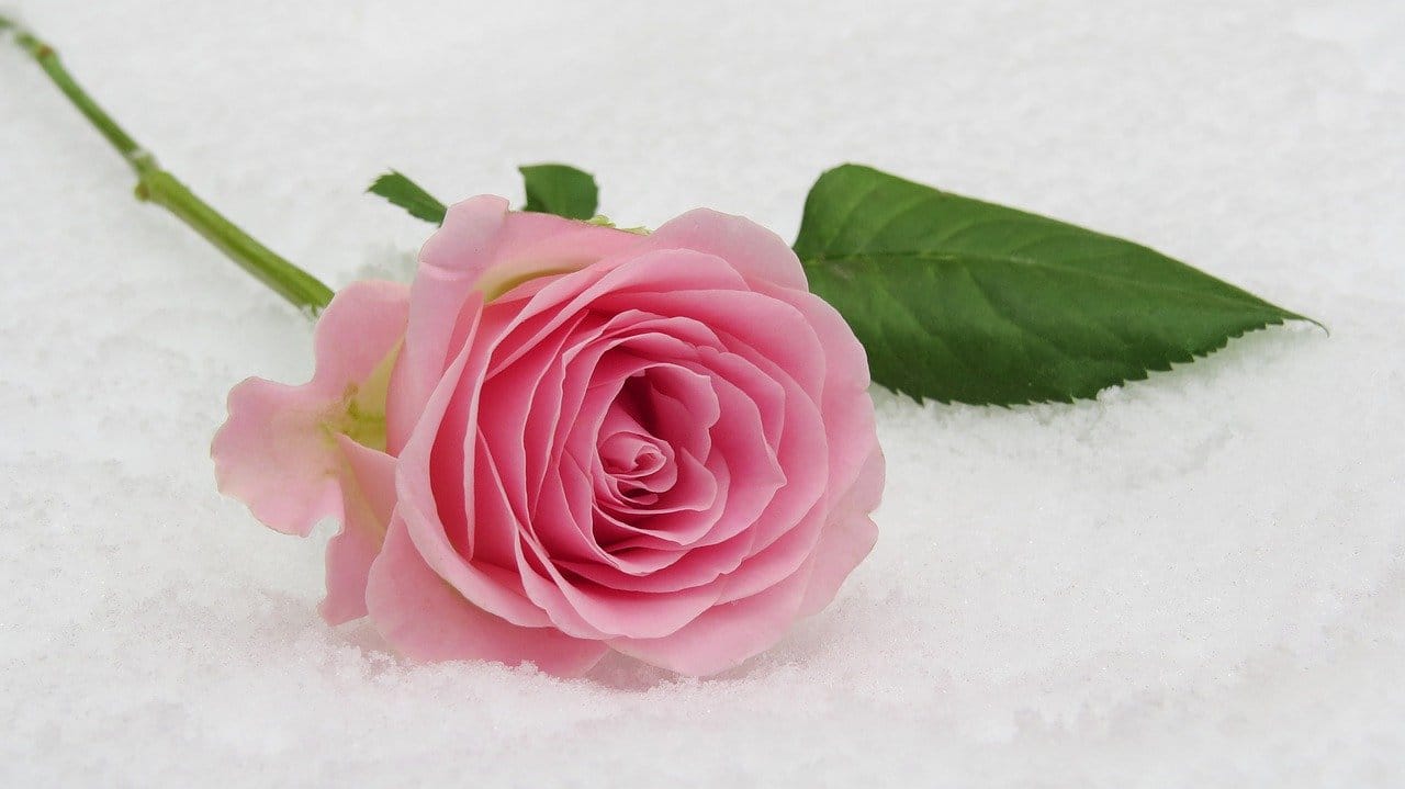Valentine’s Day Guide for Couples AND Singles