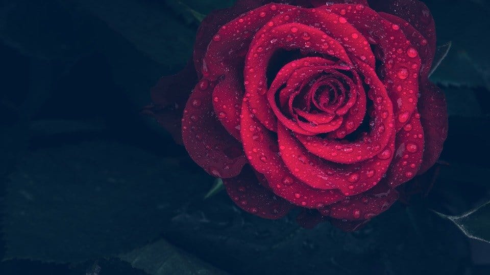 Blood Upon the Rose