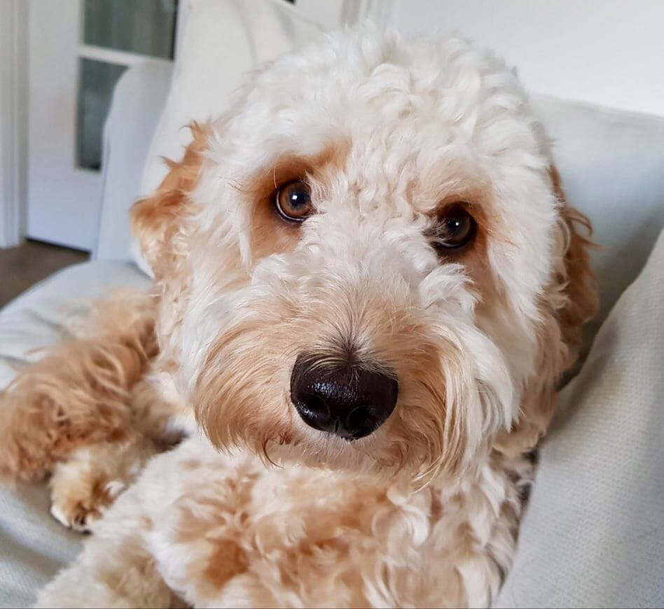 Pets in Quarantine