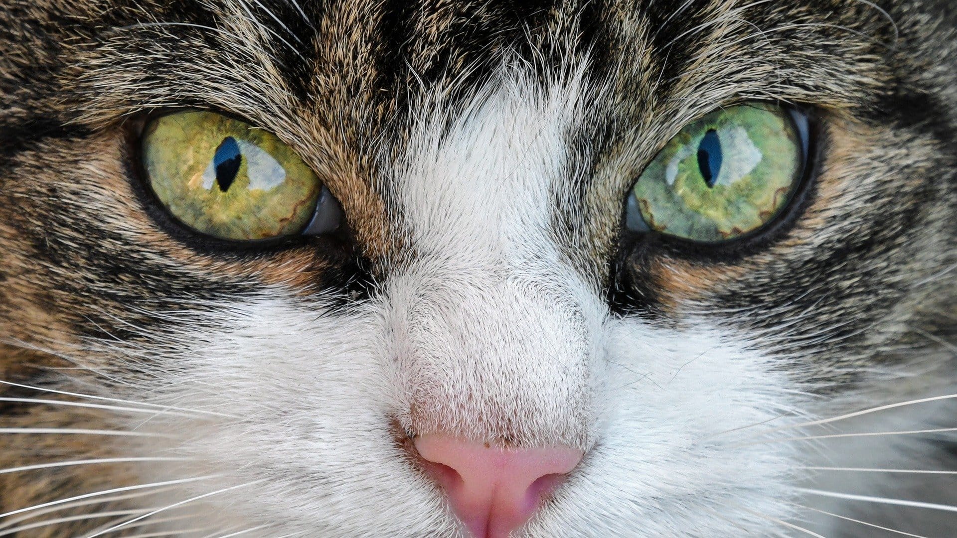 Don’t F**k With Cats: Hunting an Internet Killer Review