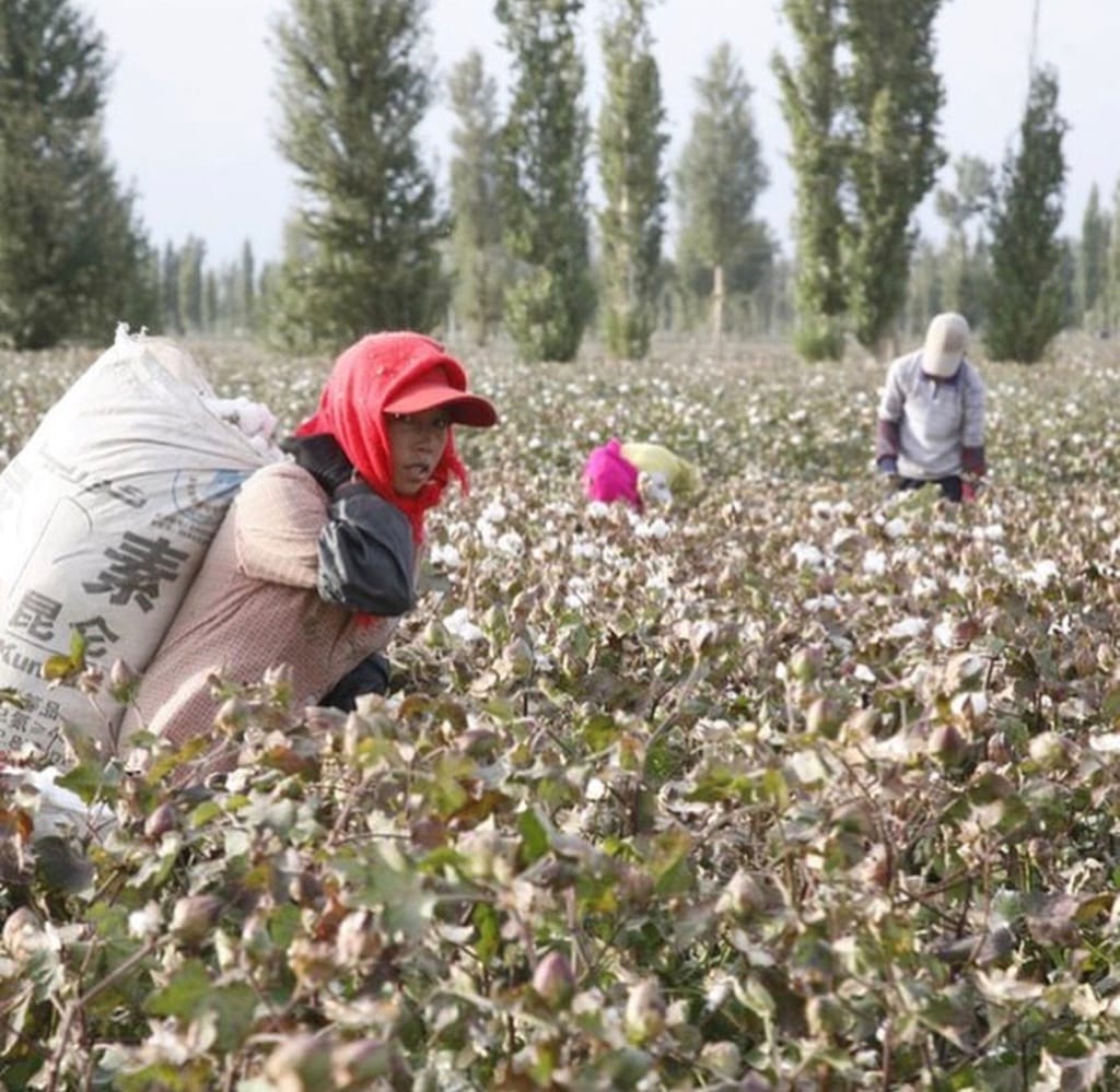 Cottoning on to China’s secret