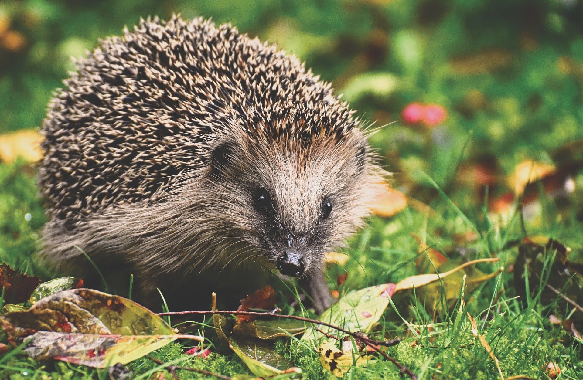 How To Save Our Hedgehogs