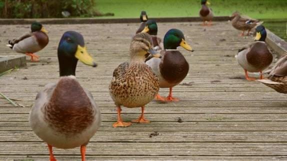 Duck-Killing Fresher Stores Campus Ducks In Lonsdale Fridge