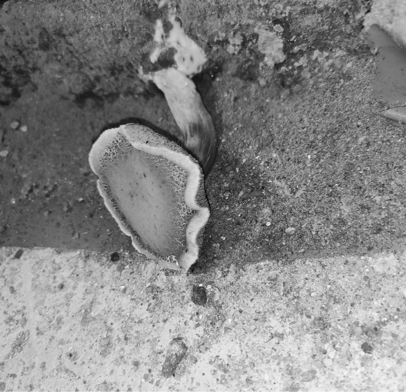 Death of Beloved Keith Waxcap, Lancaster University Icon