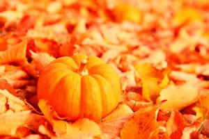 Pumpkin Spice and all things nice