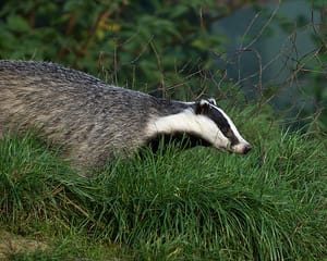 Badger culling: a necessary evil?