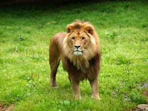 Bachman needs to learn that killing defenceless animals is not big, clever or worthy of applause