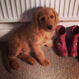 Editorial (Week 2, Lent): Welcome back & Doug the dog.