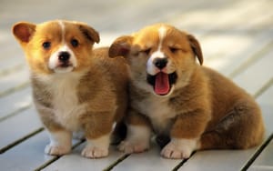 Are cute animals the solution to stress?