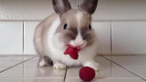 Editorial (Week 6, Summer): New SCAN Editor & bunny eating raspberries
