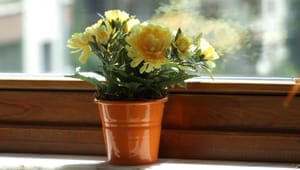 Grow your way to better health