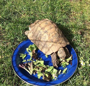 Pet of the Week: Tortoise Trouble
