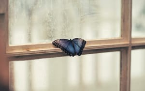 My Story: The anxious social butterfly