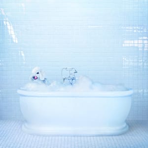 Album Review: Frankie Cosmos ‘Vessel’