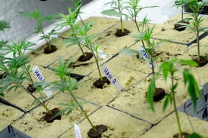 The American weed experiment