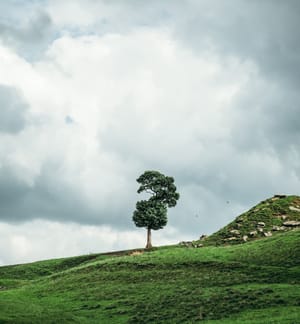 How To Find The Beauty In Everything