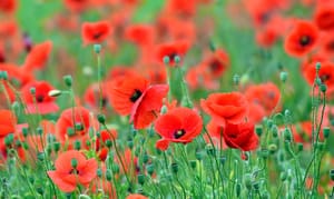 The Great Debate: Remembrance Day?