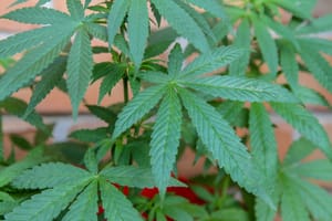 The Great Debate: Should Weed be Legal?