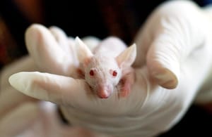 The Great Debate: Animal Testing?