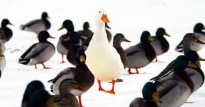 Big Name On Campus: A Stand-Out Problem?