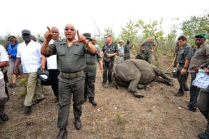 Poaching: An Account of Territorial Invasion