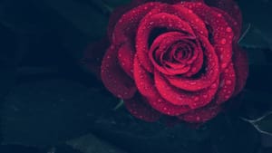 Blood Upon the Rose