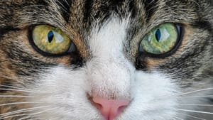 Don’t F**k With Cats: Hunting an Internet Killer Review