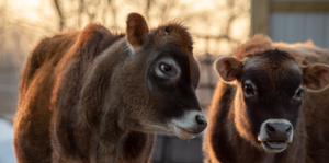 There is no grass on the other side: What will Brexit mean for animal welfare?