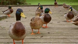 Duck-Killing Fresher Stores Campus Ducks In Lonsdale Fridge