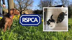 Companions First to Go: Cost of Living Crisis Hits Pet Owners