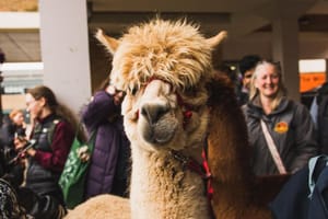 Mark your Calendars for Fylde’s Fundraising Fest!